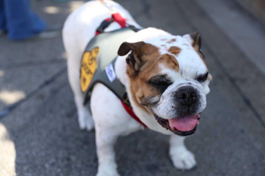 Manhattan Beach Hometown Fair Animal Adoption