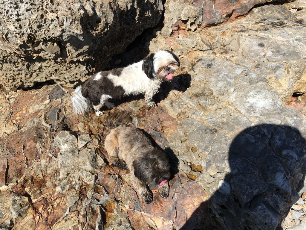 Palos Verdes Tide Pools Ounce of Salt