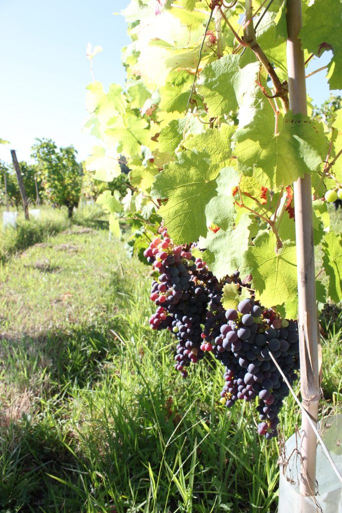 wine tasting bike tour through france