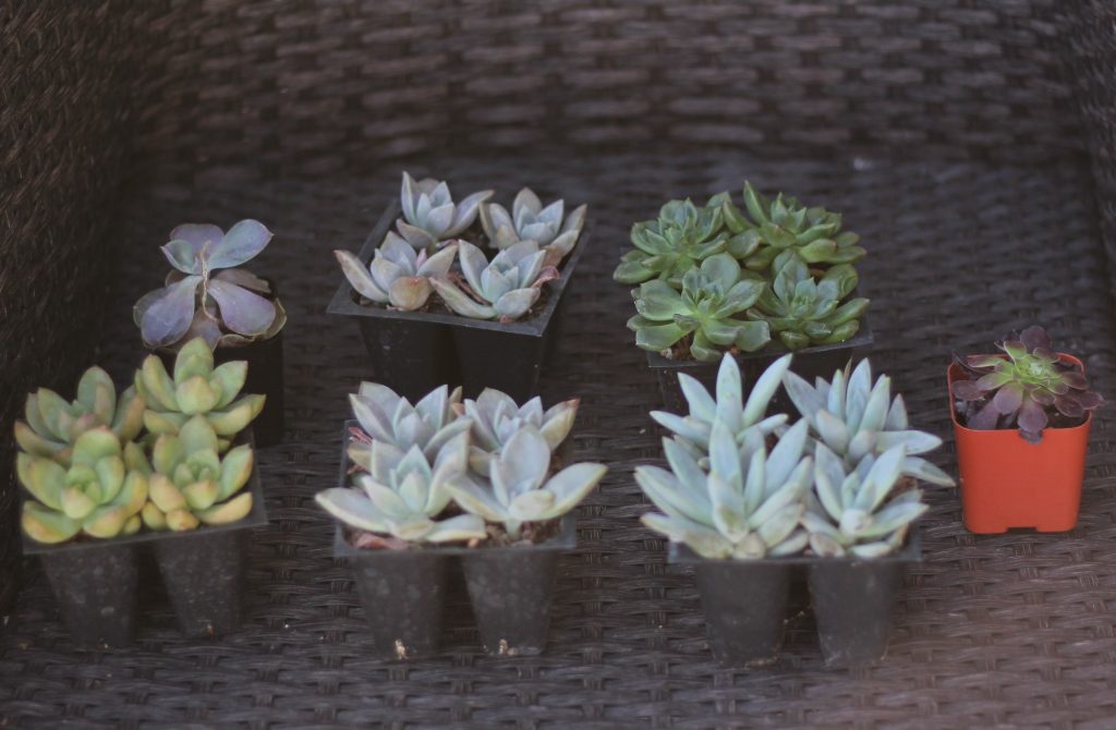 beautiful and easy succulents for your home