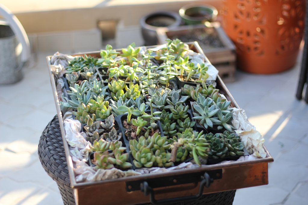 beautiful and easy succulents for your home