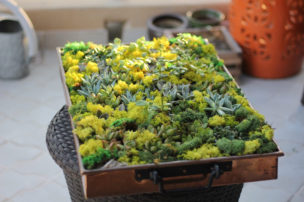 beautiful and easy succulents for your home