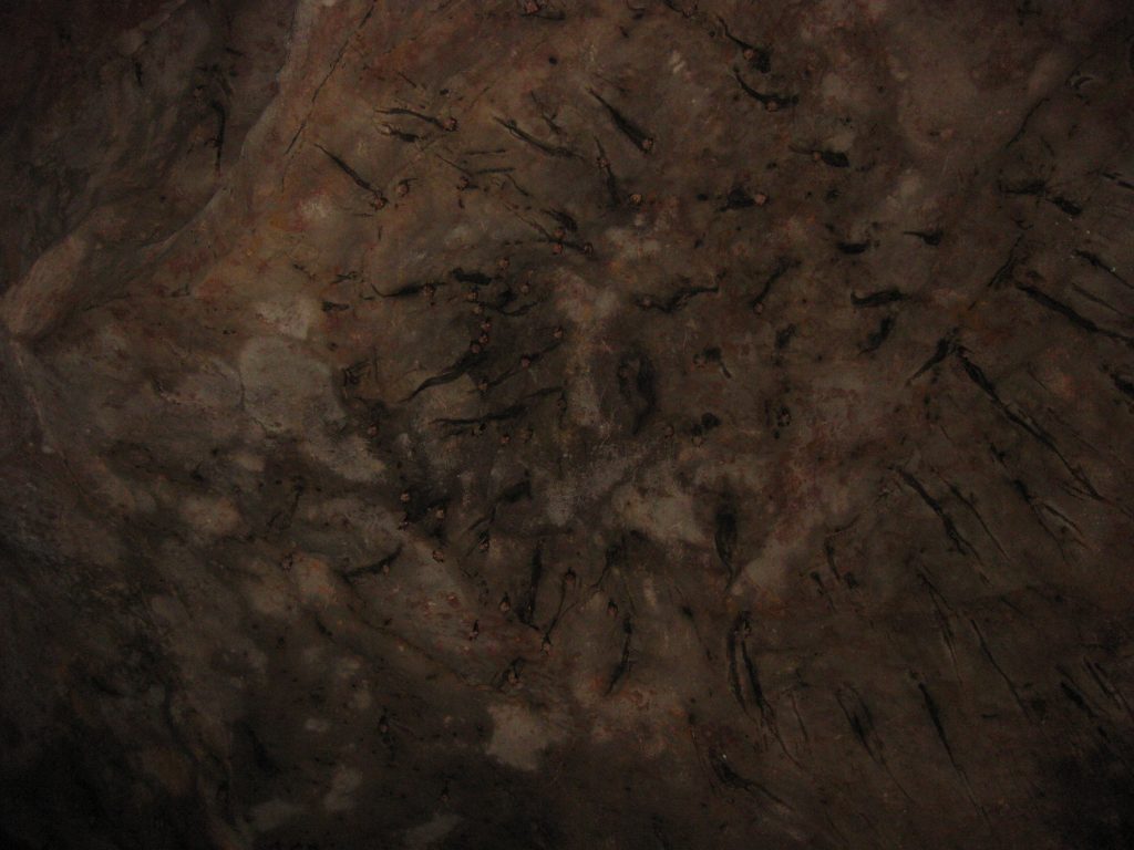 cavebats