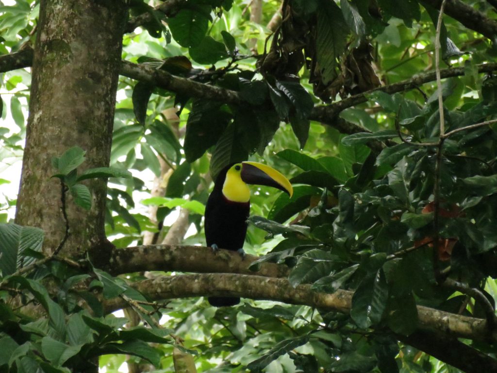 Costa Rica Arenal Monteverde Manuel Antonio