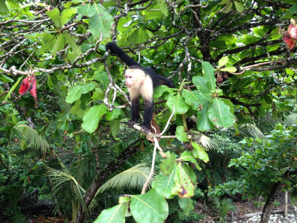 Costa Rica Arenal Monteverde Manuel Antonio