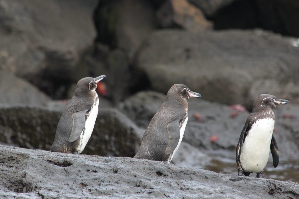 galapagos