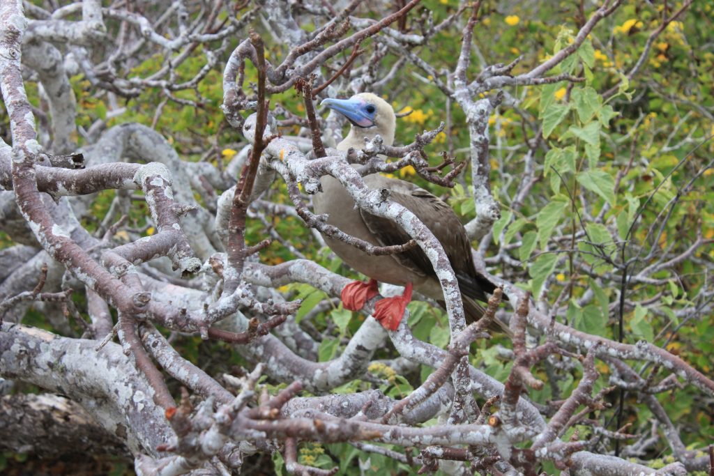 galapagos