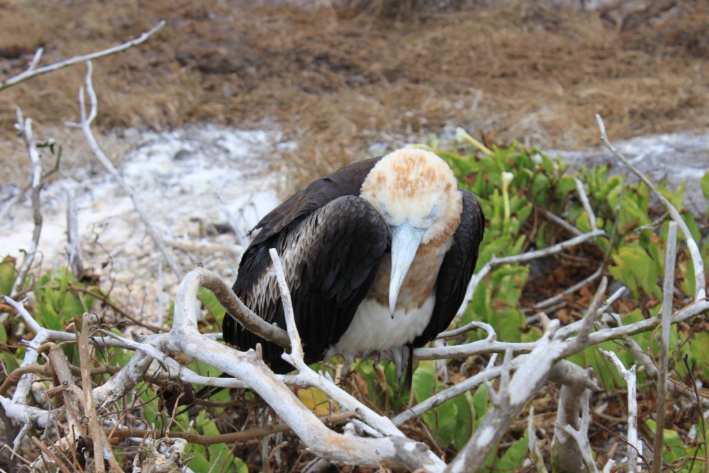 galapagos