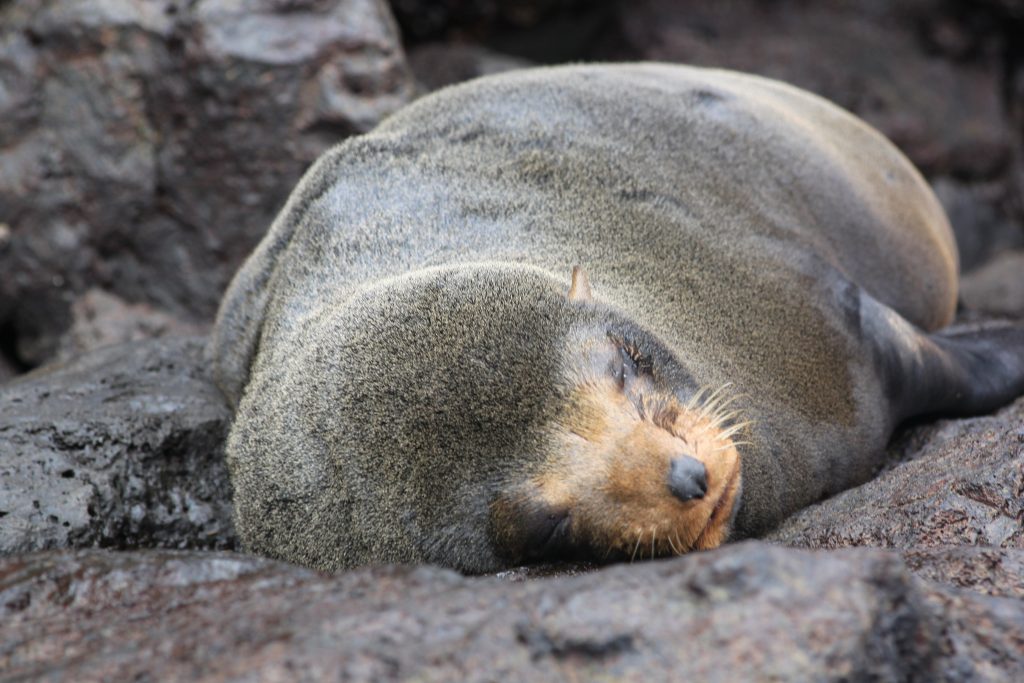 galapagos