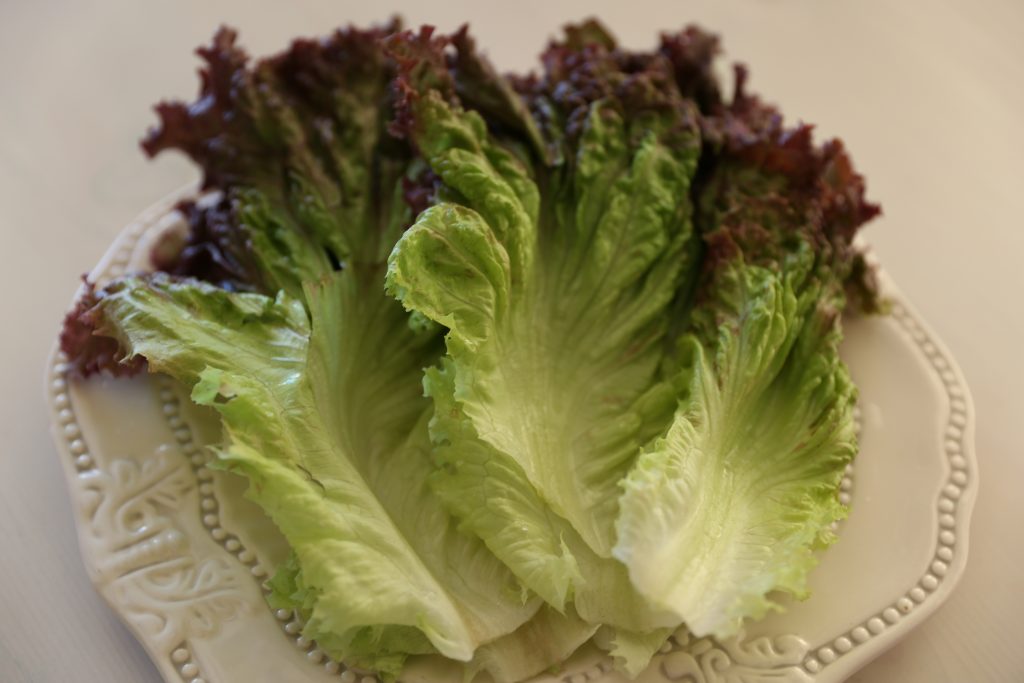 red leaf lettuce