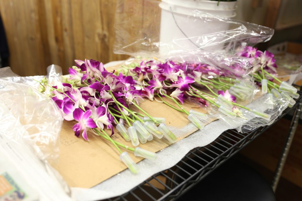 wholesale orchids at the Los Angeles Flower Market