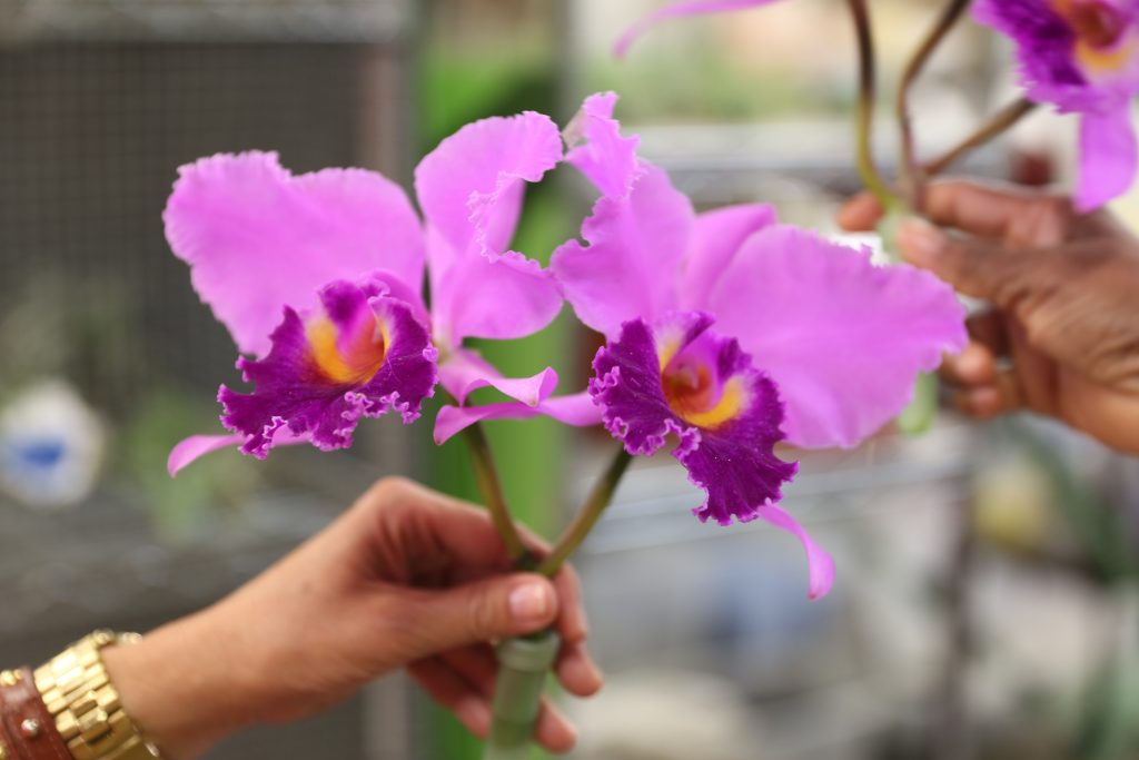 Orchid pair, wholesale flowers Los Angeles Flower Market #9