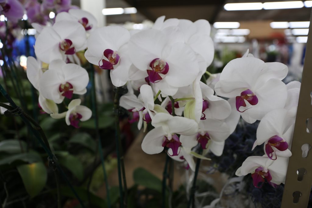 phalaenopsis orchids from the Los Angeles Flower Market