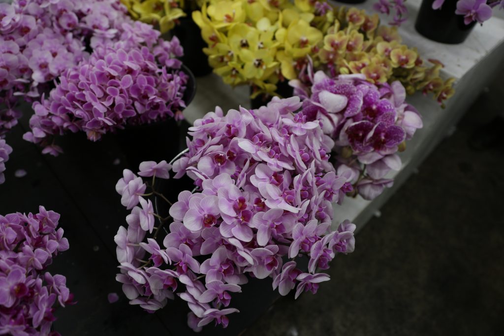 wholesale orchids at the Los Angeles Flower Market - 26