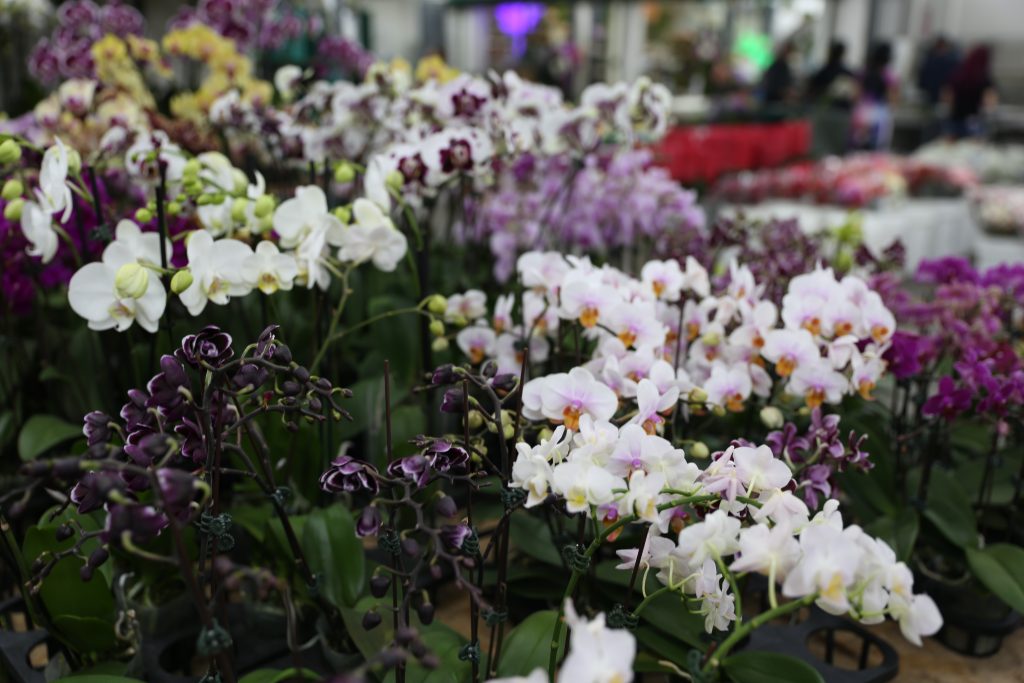 Assorted orchid plants at the Los Angeles Flower Market - 23