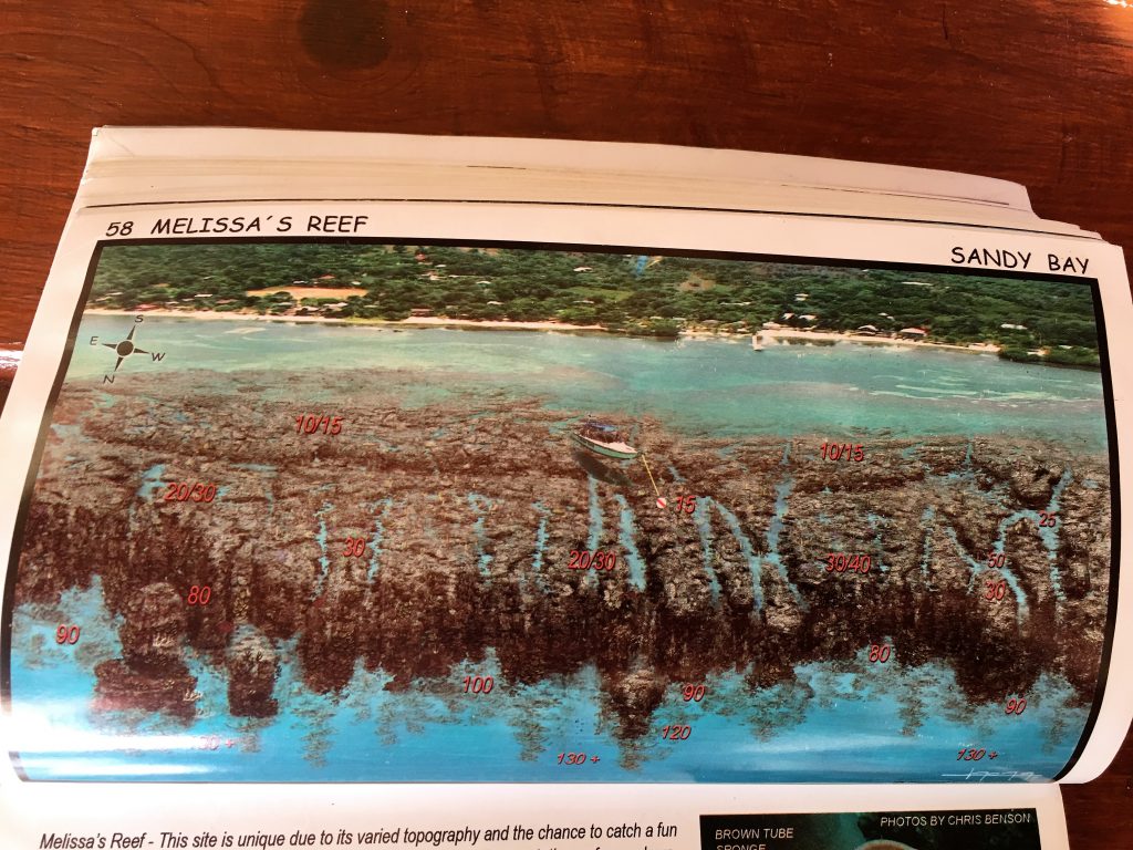 Pictrue of Melissa's Reef guide in Roatan