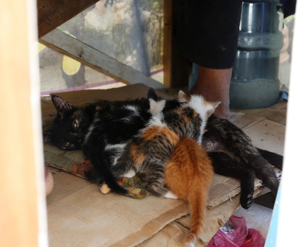 litter of kittens in Roatan