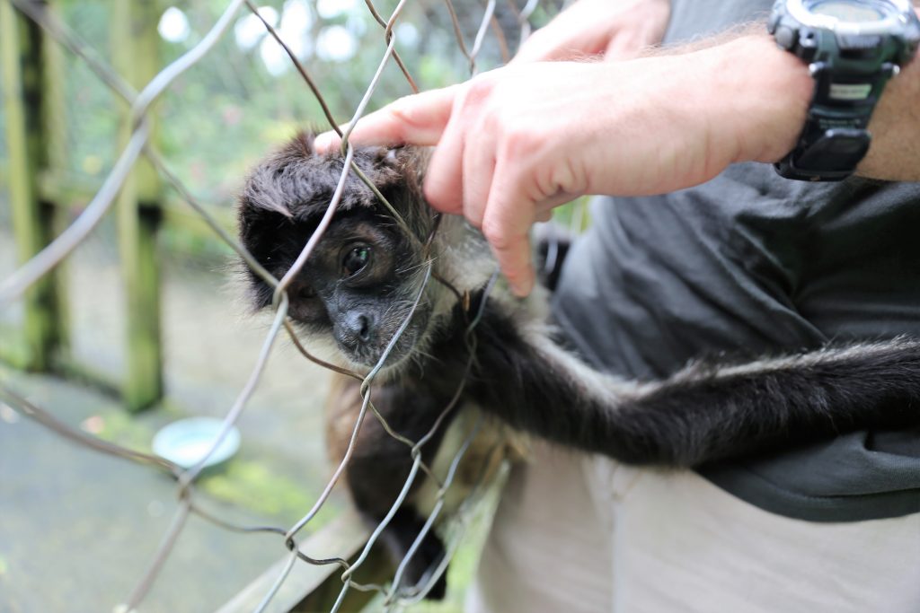 spider monkey behind a fence in Roatan