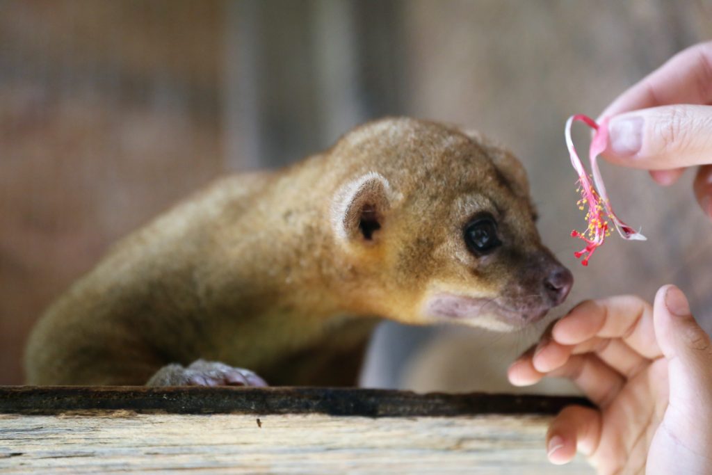 lemur sniffing a person's hand in Roatan