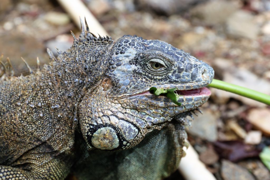 Iguana