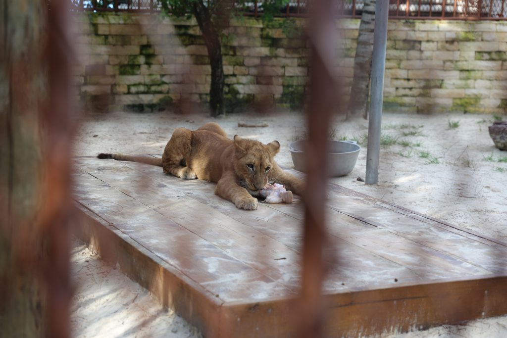 Lion at Roatan Little French Key