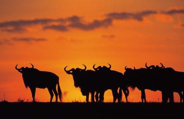 mara-wildebeast-sunset1