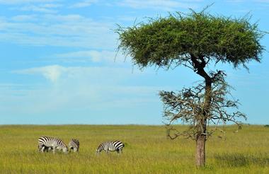 planning-vacation-to-africa-masai-mara