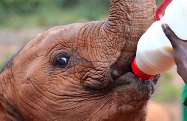 Planning-a-Vacation-to-Africa-nairobi-elephant-orphanage