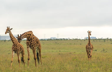 Planning-a-Vacation-to-Africa-nairobi-giraffe