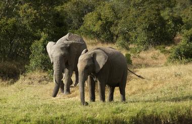 Planning-a-Vacation-to-Africa--ol-pejeta-conservancy-elephant