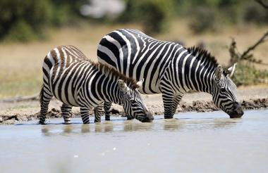 Planning-a-Vacation-to-Africa--ol-pejeta-conservancy-zebra