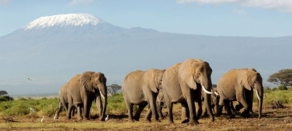 abercrombie-and-kent-africa-east-africa-kenyatanzania-kenya-tanzania-wildlife-safari-1024x460