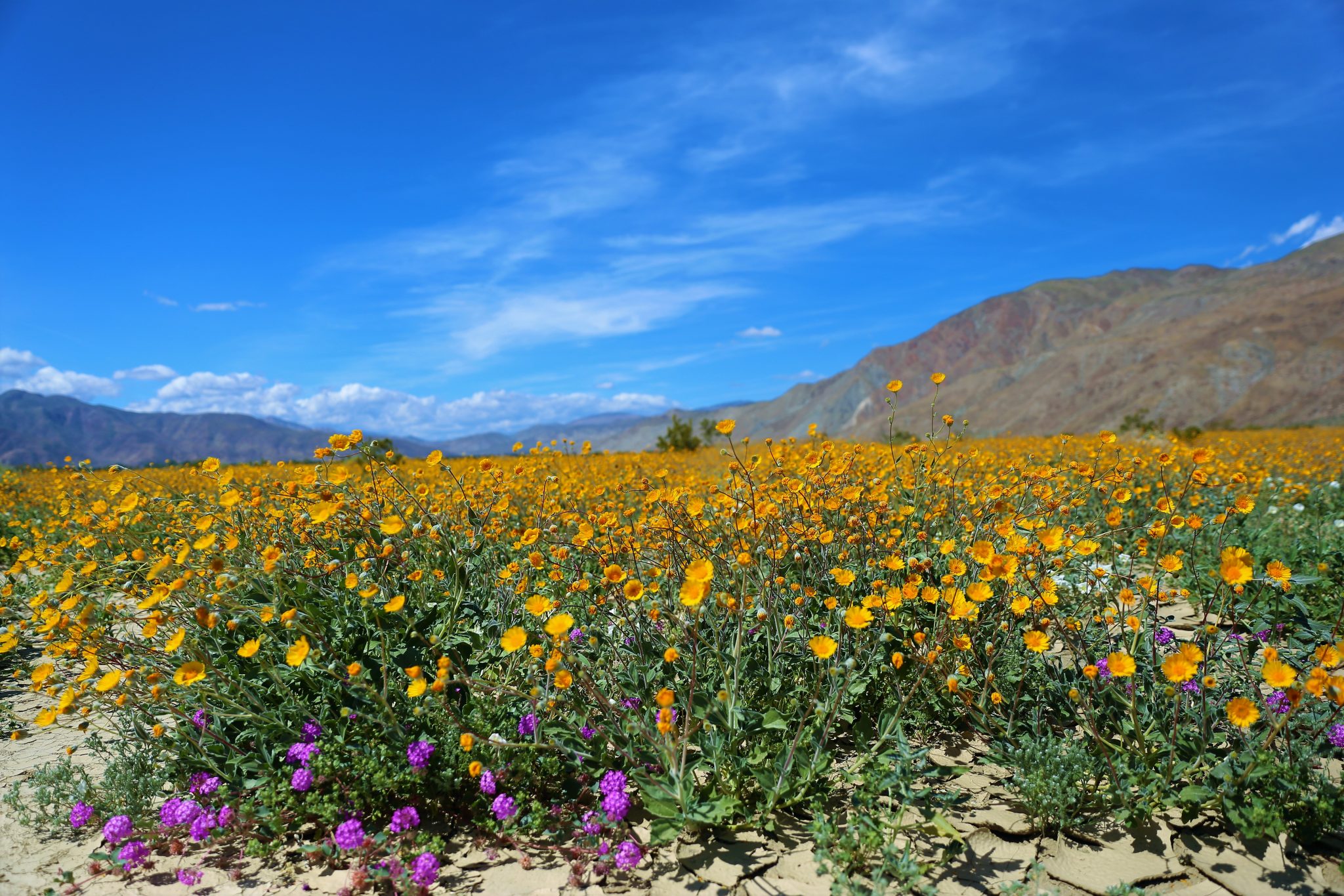 Super Bloom in California's Anza Borrego Desert State Park Ounce of Salt