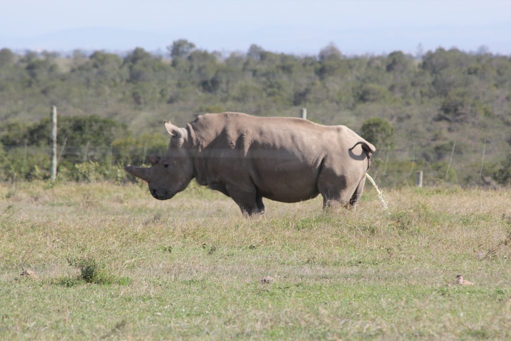 Ol-Pejeta-Wildlife