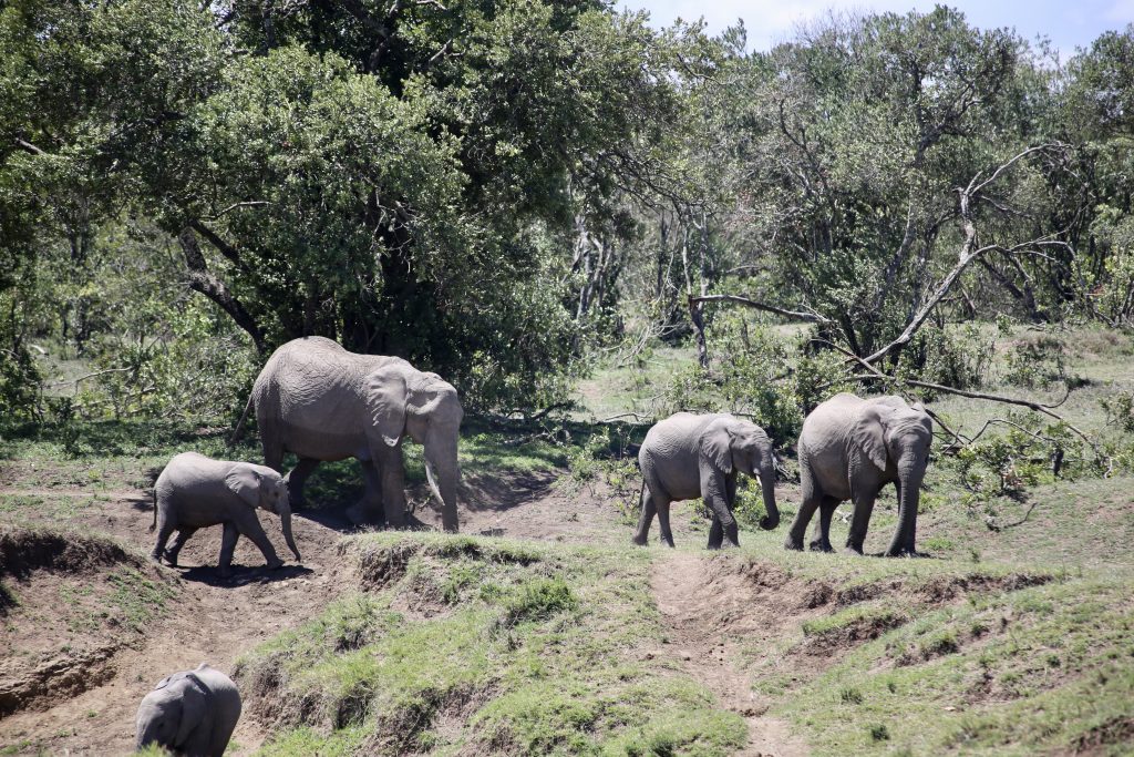 Ol-Pejeta-wildlife