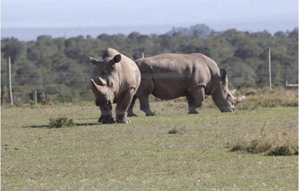 Ol-Pejeta-Wildlife