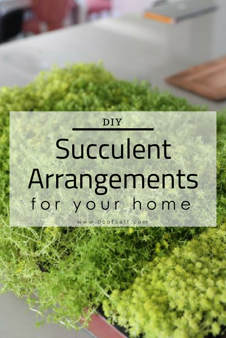 3 Easy steps to create beautiful succulent arrangements for your home