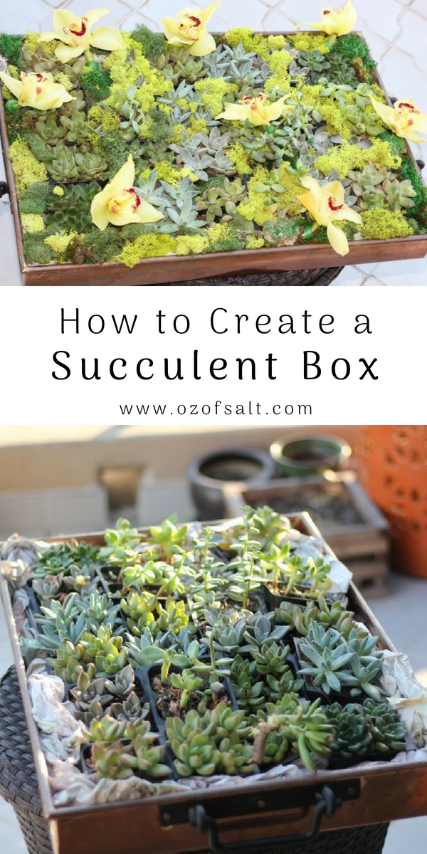 Create a perfect succulent center piece for your kitchen with this easy DIY project. Create a great succulent display. #ozofsalt #diy #gardenbox