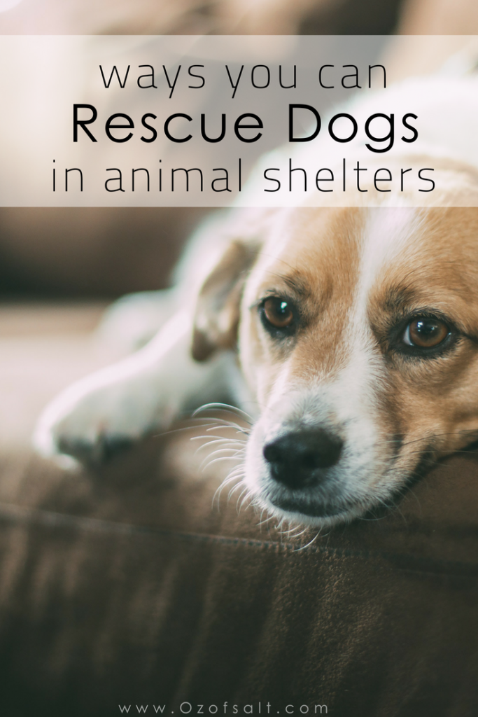 Saveing Dogs Saving Shelter Dogs, One at a Time - Ounce of Salt