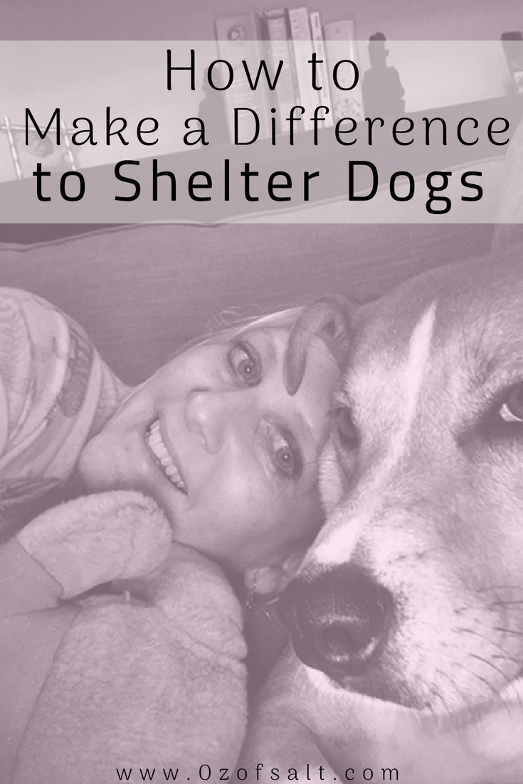Saving Shelter Dogs, One at a Time